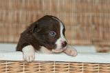 BORDER COLLIE 1308